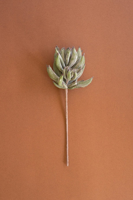 A single dried succulent stem with clustered pale green leaves, photographed vertically against a solid warm terracotta background.