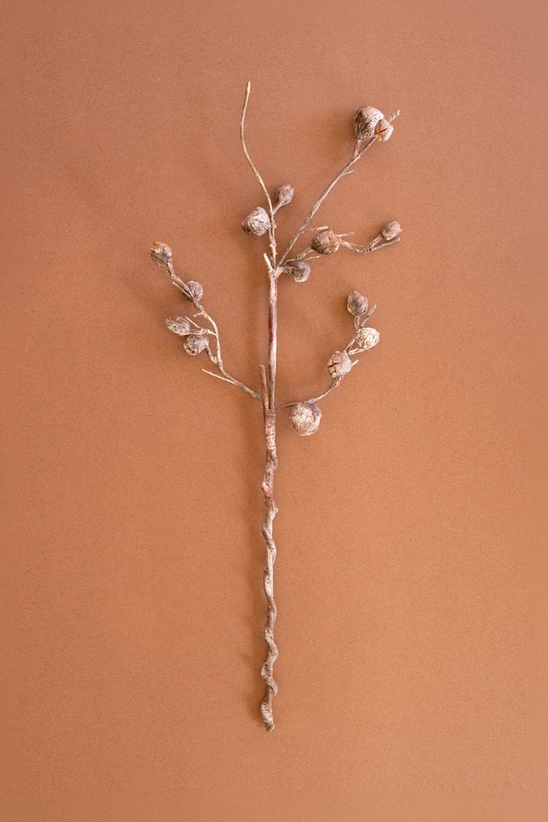 A dried decorative branch with small beige flower buds on a twisted brown stem, photographed against a solid warm terracotta background.