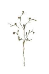 A single dried botanical stem with multiple small round seed pods and a twisted stem, isolated on a plain white background.