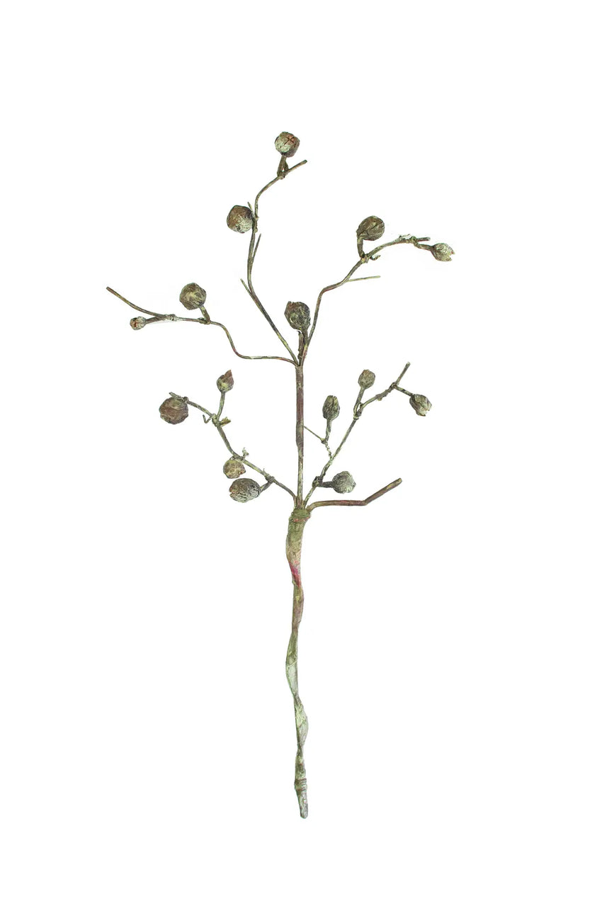 A single dried botanical stem with multiple small round seed pods and a twisted stem, isolated on a plain white background.