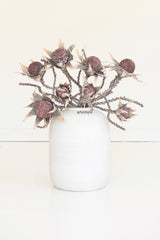 Botanica #2882 (Box of 6)