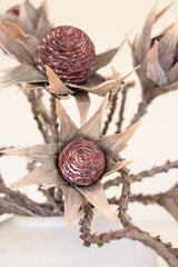 A close-up of dried decorative botanical branches with starburst-shaped tan petals and round reddish-brown centers, arranged in a white vase against a soft cream background.