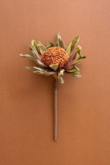 Botanica #2885 (Box of 6)