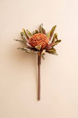 A single dried protea flower stem with a textured orange-brown center and muted olive-green and brown leaves, photographed against a plain warm beige background.