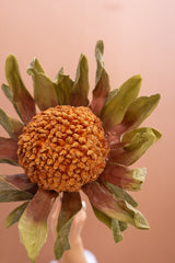 A dried protea flower head with a textured orange-brown center and olive-green to reddish-brown outer bracts, held against a soft peach background.