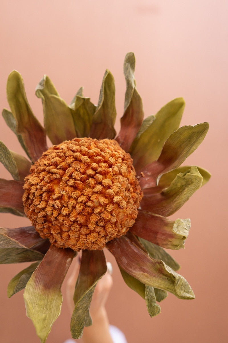 A dried protea flower head with a textured orange-brown center and olive-green to reddish-brown outer bracts, held against a soft peach background.