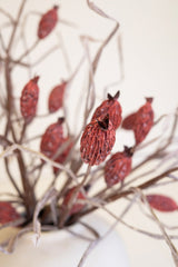 Botanica #2886 (Box of 6)