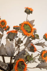 Botanica #2890 (Box of 6)