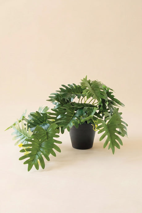 Artificial Mini Philodendron  In A Black Plastic Pot (Box of 6)