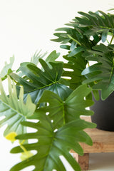 Artificial Mini Philodendron  In A Black Plastic Pot (Box of 6)