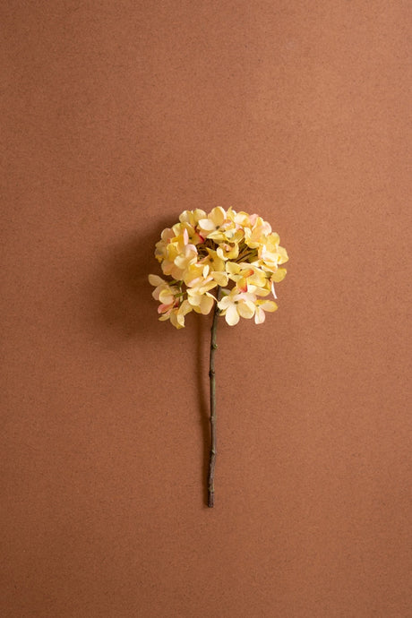Botanica #2904 (Box of 6)
