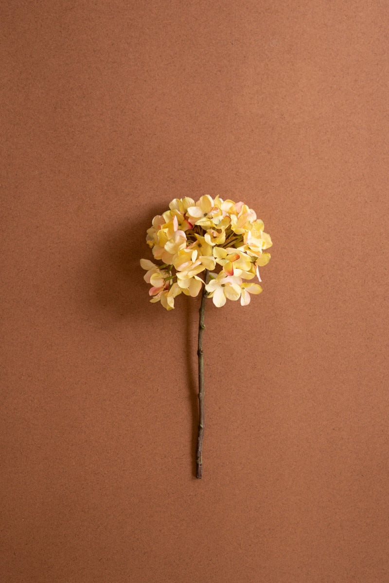 Botanica #2904 (Box of 6)