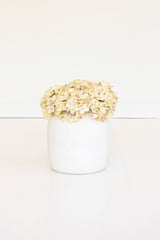 Botanica #2904 (Box of 6)