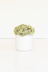 A small white ceramic vase holding a dense cluster of pale green hydrangea-like flowers, centered against a clean white background.