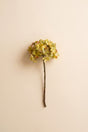 A single artificial flower stem with a round cluster of pale yellow-green hydrangea-like blooms on a thin brown stem, centered against a plain warm beige background.