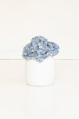 Botanica #2907 (Box of 6)