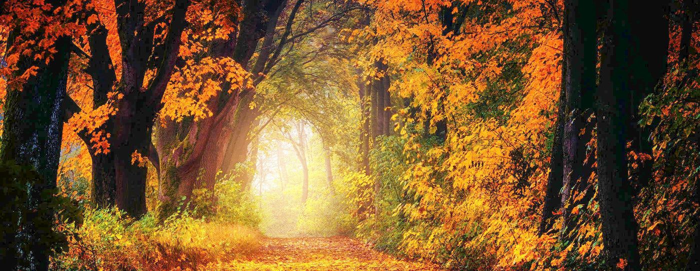 autumn forest path leading to gateway of golden sunlight