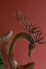 close up of deer's head and antlers