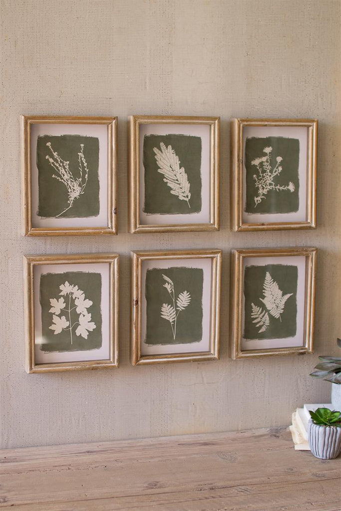 six framed fern prints protected by glass