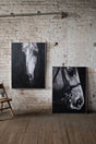 one frontal one side profile portrait of a horse in black & white